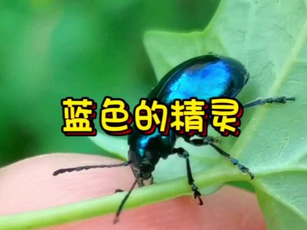 甲壳虫,中华萝藦叶甲#甲壳虫 #昆虫 #大自然