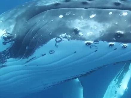肉做的鲸鱼能够下潜数千米,为何钢铁之躯的潜艇却做不到?(第3集)#萌知计划 #科普知识 @抖音青少年