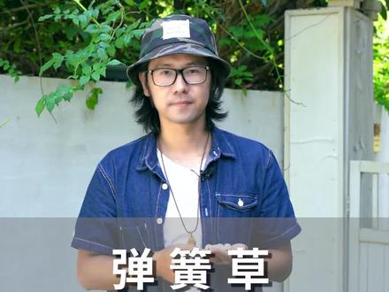 bling~bling~的弹簧草,好种又好玩,不考虑入手一盆吗? #弹簧草 @抖音小助手