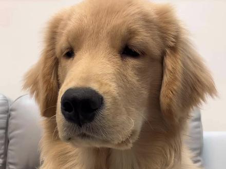 我怎么一看到你就??? #全抖音寻找玩法合伙人 #抖音玩法合伙人计划 #家有毛孩子 #萌宠 #金毛