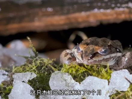 神奇蛙类能复活,小鸭子成长历险记,惊险又欢乐,推荐给儿童看的小动物纪录片 #小小世界 #纪录片 #动物 #秋沙鸭 #动物科普 #奇妙的动物