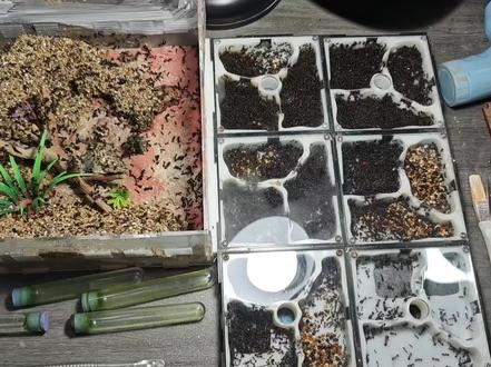 分享一下当初入坑时一位蚁友因无法照顾蚂蚁,赠送我的一窝原生收获蚁,从孤后饲养到如今几万工的规模,这么多年一直都在饲养,也算不忘初心了,饲养方面有不懂的欢迎提问。#饲养蚂蚁 #蚂蚁宠物 #收获蚁饲养 #爬宠