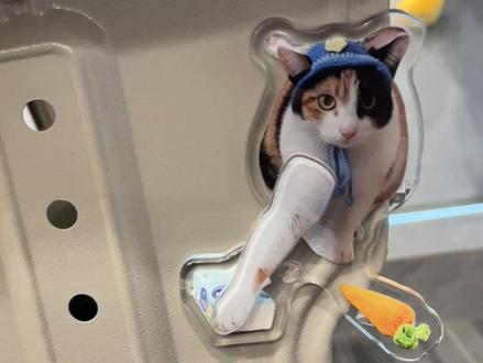 🧢🐱🧻🥕这个冰箱贴真好玩~#玩了个很新的东西 #萝卜纸巾猫咪 #蒸蚌 #冰箱贴