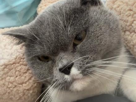 薄荷丢了一个多月,原来是被人抓走了
#喵咪 #丢失猫咪 #猫