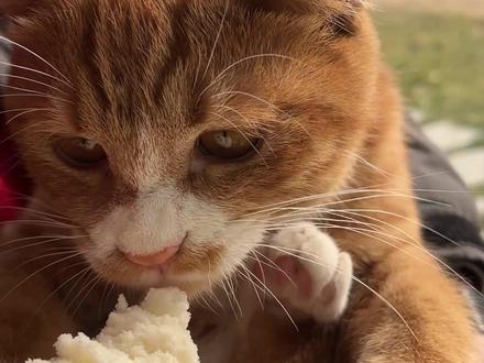 猫为什么爱吃碳水? #养猫好物 #猫粮 #喵铮铮 #流浪猫 #救助流浪猫