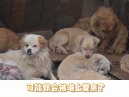 家养的狗,被抛弃后流浪能活多久?#狗狗 #流浪狗 #弃养狗狗