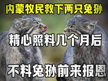 内蒙牧民救下一只兔狲,不料是国家保护动物 #奇闻奇事 #揭秘#野生动物#人物故事#民间故事