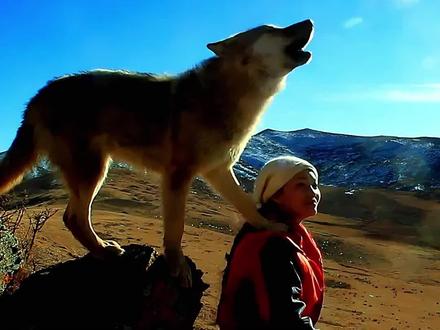 我一生追寻的忠诚与真爱,最后竟在一匹狼的身上找到了答案。#格林 #重返狼群 #李微漪 #人与动物和谐共处