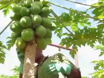 瓜原产于墨西哥和南美洲的北部