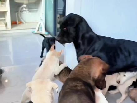 #狗王长毛##萌犬擂台赛 王者基因的对决 三月龄传承之战!狗王之子小毛豆扑咬利落,再现乃父雄风;大头血脉小石头猛撞硬扛,帅气如父当年。缠斗难分,众犬拉架不住,终以小毛豆压制告捷。初露锋芒的星火,已见燎原之势。@胡子大叔爱犬部落