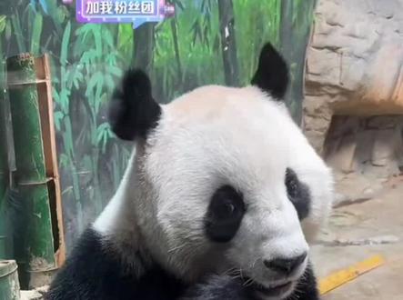 今天的称重:梅氏家族主打一个出其不意,录屏于@大熊猫三胞胎萌帅酷 直播间 出镜:#大熊猫国庆
#大熊猫亲亲 #大熊猫隆隆 #大熊猫 #来这吸熊猫