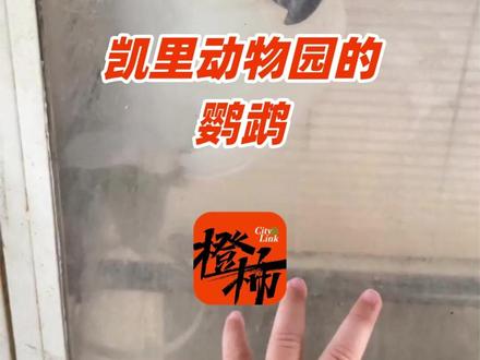 凯里动物园的鹦鹉接受采访“对答如流”让网友笑喷 #动物园 #鹦鹉