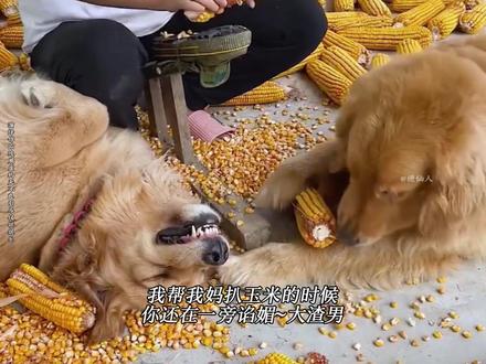 记得在崭新的生活里爱自己#狗狗 #专治不开心 #万万没想到