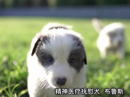 中国精神医疗抚慰犬,NO.2——布鲁斯#精神抚慰犬 #关爱自闭症 #精神医疗犬