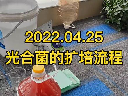 光合细菌的扩培流程,很多人反馈光合细菌扩培不成功,按照这个视频来!#螃蟹养殖 #河蟹养殖 #大闸蟹养殖 #光合细菌扩培方法