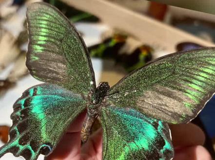 蝴蝶日记「绿带翠凤蝶」#神奇动物在抖音 #蝴蝶🦋 #标本