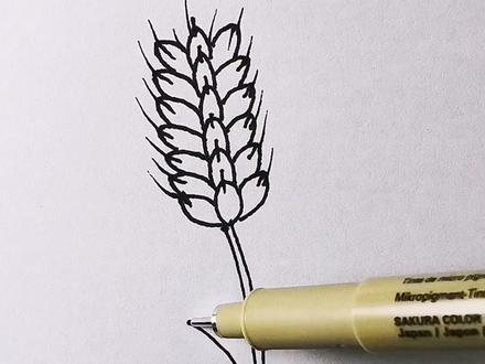 姐姐画的麦穗pk我画的麦穗。#萌知计划 #兴趣才艺 #简笔画 @抖音青少年