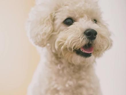 1分钟,教你听懂比熊不同叫声的含义!#比熊犬 #狗狗的叫声 #养狗日常 #狗狗吠叫 #宠物知识