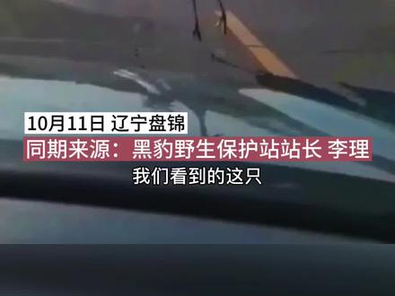 丹顶鹤当路拦车跳舞,专家解释来了#丹顶鹤 #仙鹤 #奇人异事