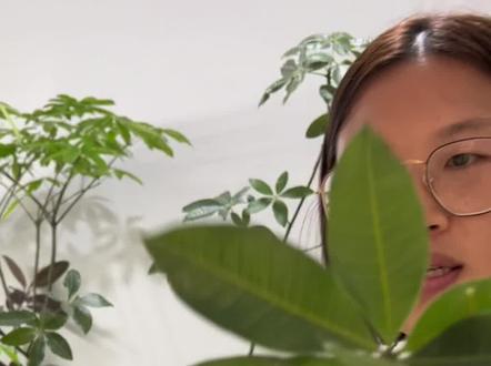 见多了枝繁叶茂的发财树,但是见过没有叶子的原生发财树吗?敢不敢跟我一起把整颗树剪光光?跟我一起来!#发财树 #种植小技巧 #养护小知识 #养花人的乐趣 #一花一草一世界
