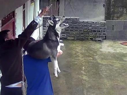 救助动物,人人有责 #狗狗 #奇妙的动物 #动物科普