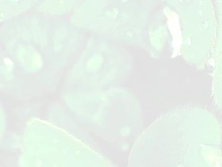 二十四节气——白露
#传统节气 #二十四节气 #白露