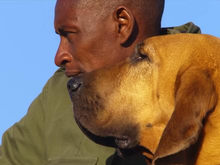 人与狗是什么关系? #狗 #人类 #动物科普