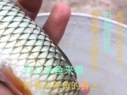 最近鱼儿特别跳,吃不好,睡不好,一天到晚闹