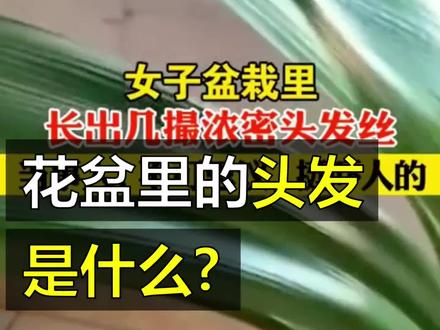 花盆里长出来的“头发”是什么?#须霉 #乳茄