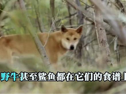 老祖宗留给我们的狗才是最好的#中华田园犬 #澳洲野狗 #大黄 #澳洲大黄 #土狗