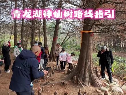 青龙湖神仙树路线指引 #青龙湖神仙树#青龙湖#青龙湖湿地公园 #神仙树