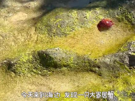认识河豚、寄居蟹 #赶海生活