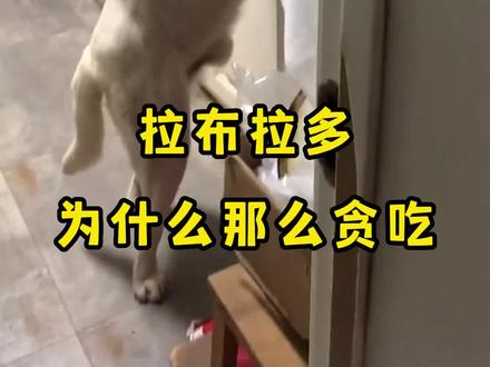 拉布拉多为什么那么贪吃?#拉布拉多 #养狗手册 #拉布拉多贪吃 #拉布拉多吃货 #抖in萌宠计划
