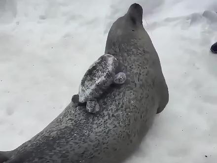 为什么海豹总是拍肚皮? 海豹到底有多聪明?#动物