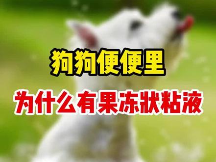 这些养狗小知识你知道吗?#养狗的乐趣