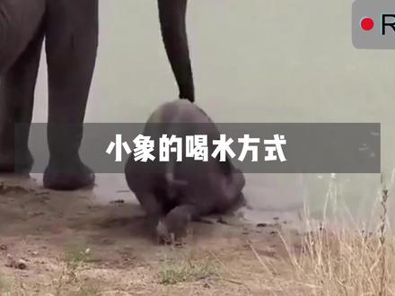有趣的小象喝水方式 #神奇动物 #小象 #大象 #涨知识 #可爱动物