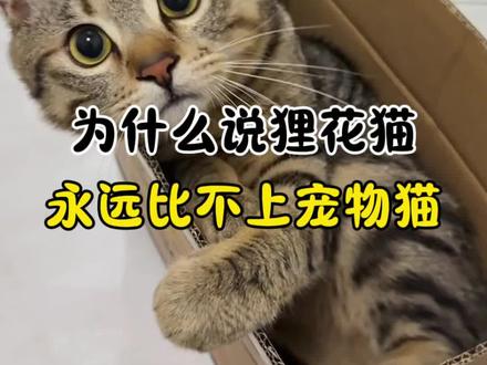#猫咪#养猫人#猫咪知识#喵星人