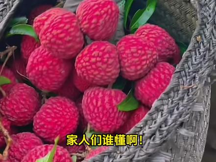 原新鲜的荔枝是透明的,看完简直颠覆认知! #荔枝 #荔枝熟了 #妃子笑荔枝 #冷知识 #科普