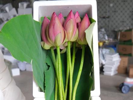 洪湖新鲜荷花上市了。顺丰冷链发货#荷花