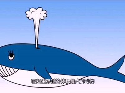 作为海洋霸主,蓝鲸有没有天敌呢? #蓝鲸 #虎鲸 #海洋