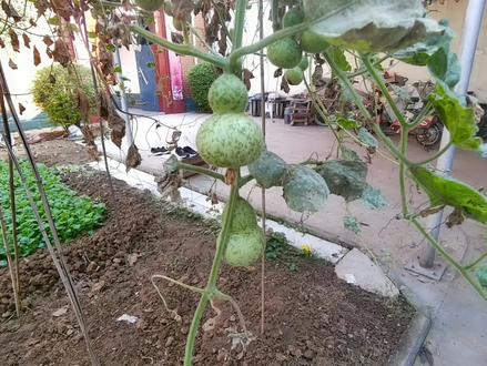 文玩手捻小葫芦采摘收获知识分享,去皮处理,非常简单实用好学