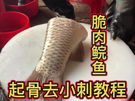 脆肉鲩鱼,起骨去小刺教程。#脆肉鲩 #杀鱼技术