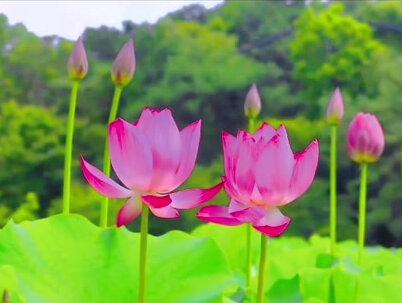 老吾老,以及人之老;幼吾幼,以及人之幼。 《孟子》#国学 #国学经典 #国学智慧