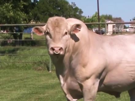 为什么要在牛鼻子上套个环?#萌知计划 #dou出新知 #涨知识