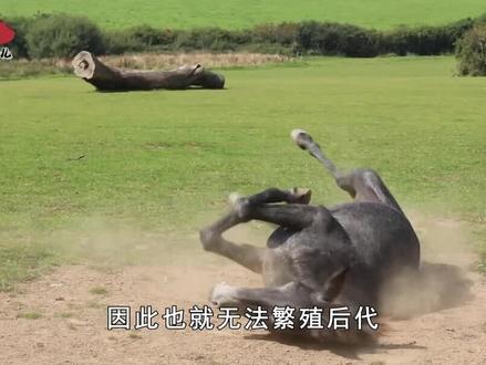 为什么骡子不能繁殖后代,一怀孕就会死?都怪人类惹的祸