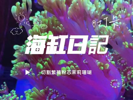 养在海水里的一种粉心茉莉花珊瑚,把小丑鱼都吸引过来了!秋季切割了春天会长满茉莉山吗?记录一下切割繁殖粉心茉莉#上热门 #小丑鱼 #海缸日记 #粉心茉莉