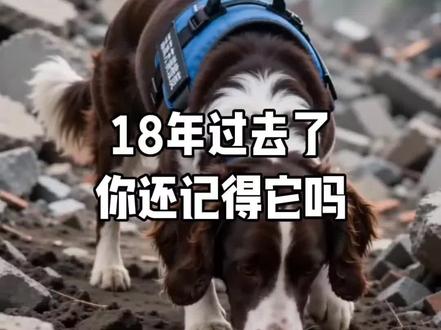 18年过去了,你还记得冰洁吗? #搜救犬#汶川#万物皆有灵