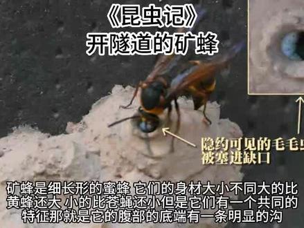 《昆虫记》开隧道的矿蜂