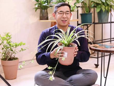 金边吊兰怎么养?园艺师教你,金边吊兰的详细养护技巧