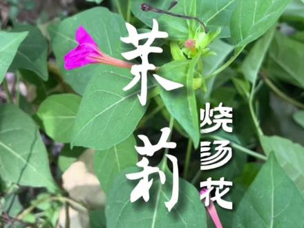 紫茉莉
一天认识一种中药材,今天认识一下紫茉莉。以根及全草入药。秋后挖根,洗净切片晒干。一般以开白花者供药用。茎、叶多鲜用,随用随采。清热利湿,活血调经,解毒消肿。视频内容仅供参考,切勿自行应用,如要应用一定在专业药师或医师指导下应用。#中药科普 #常见的中草药 #采药人